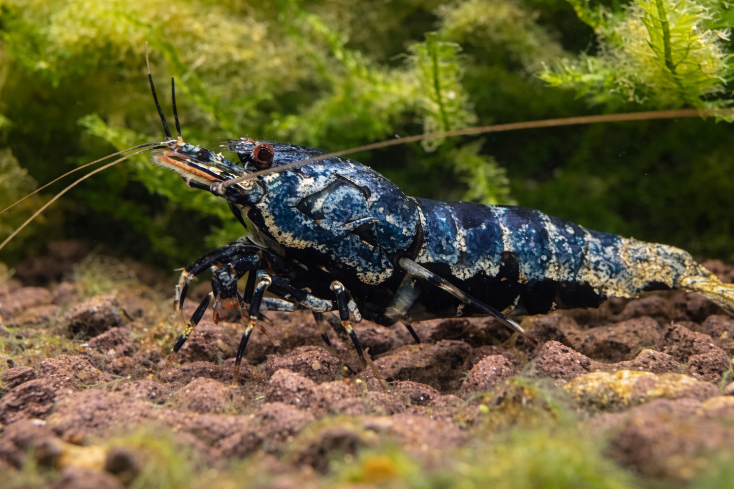 BOA Caridina shrimp with exotic pattern