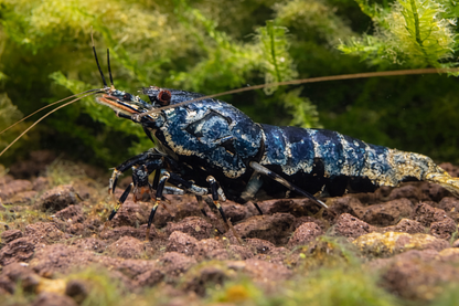 BOA Caridina shrimp with exotic pattern