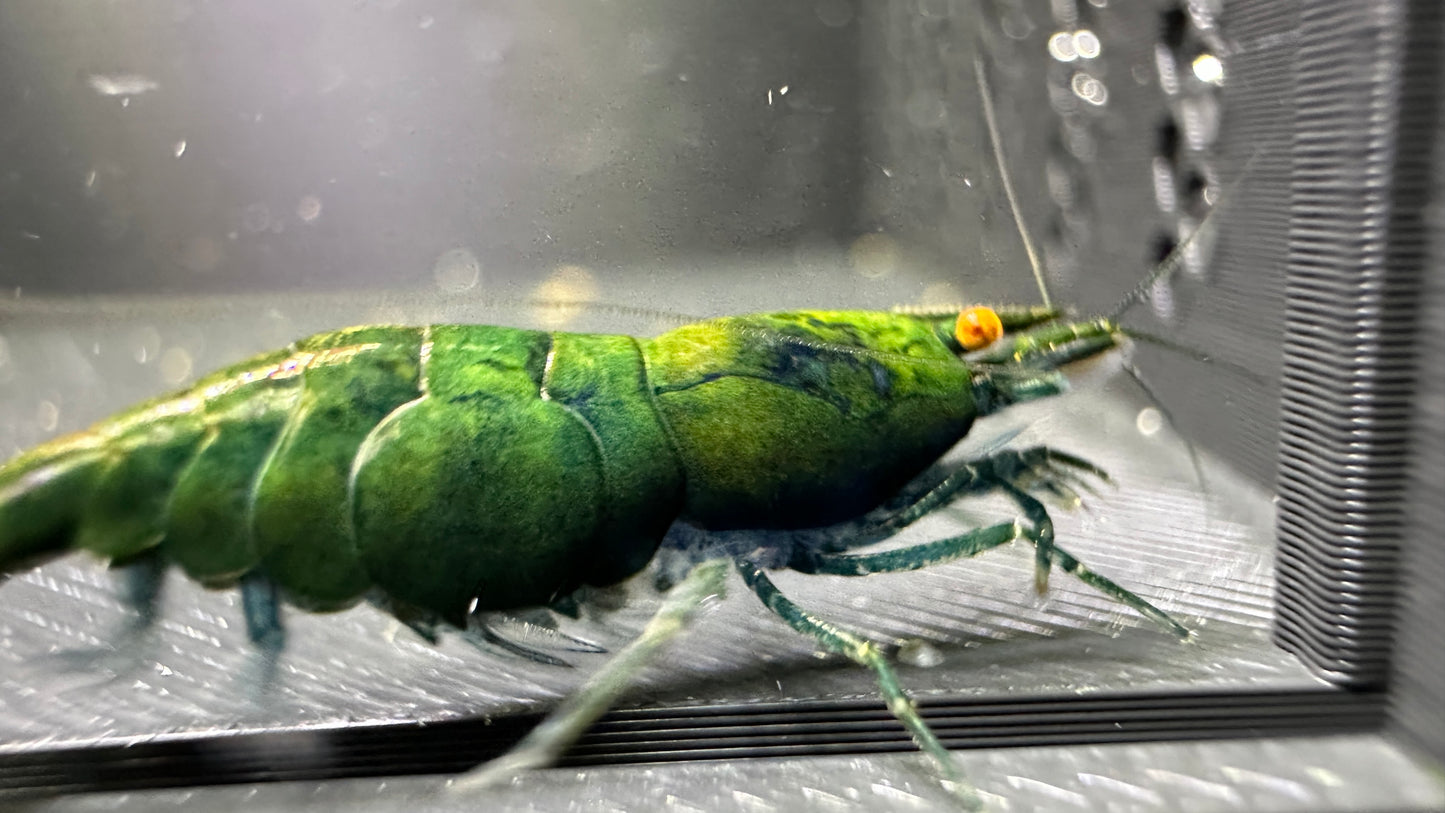 Green Jade OE Neocaridina shrimp grazing in a planted aquarium