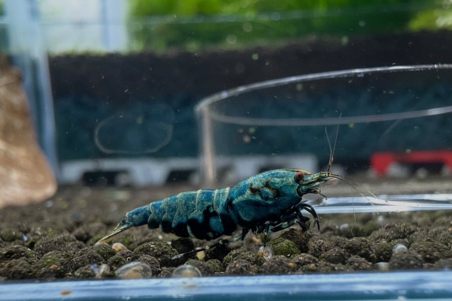BOA Caridina Taiwan Bee shrimp with metallic pattern