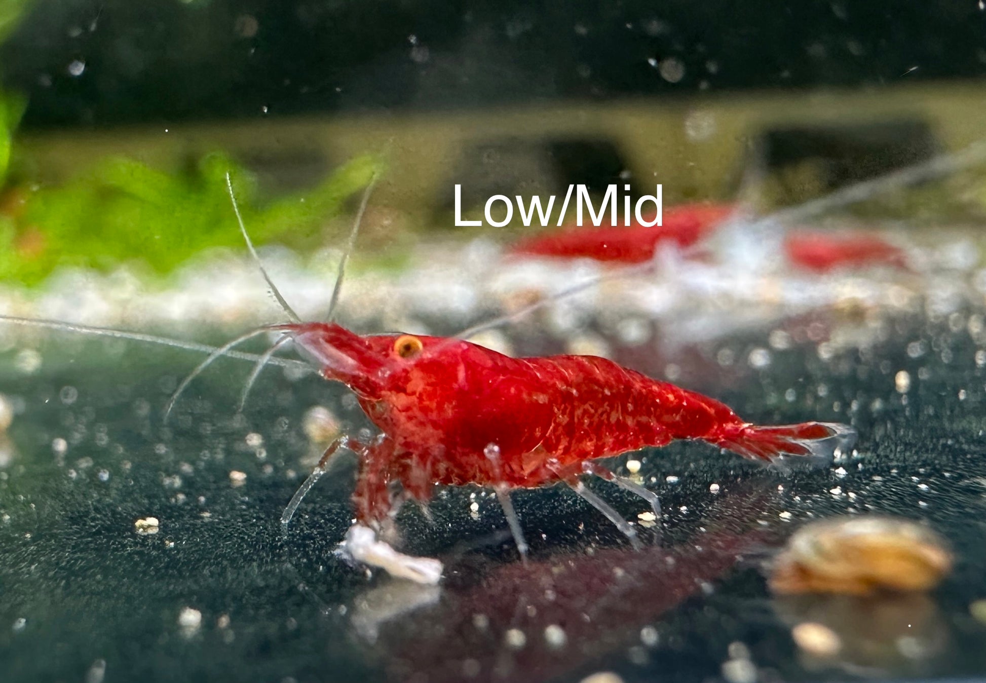 Bloody Mary OE shrimp with deep red body