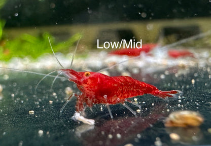 Bloody Mary OE shrimp with deep red body