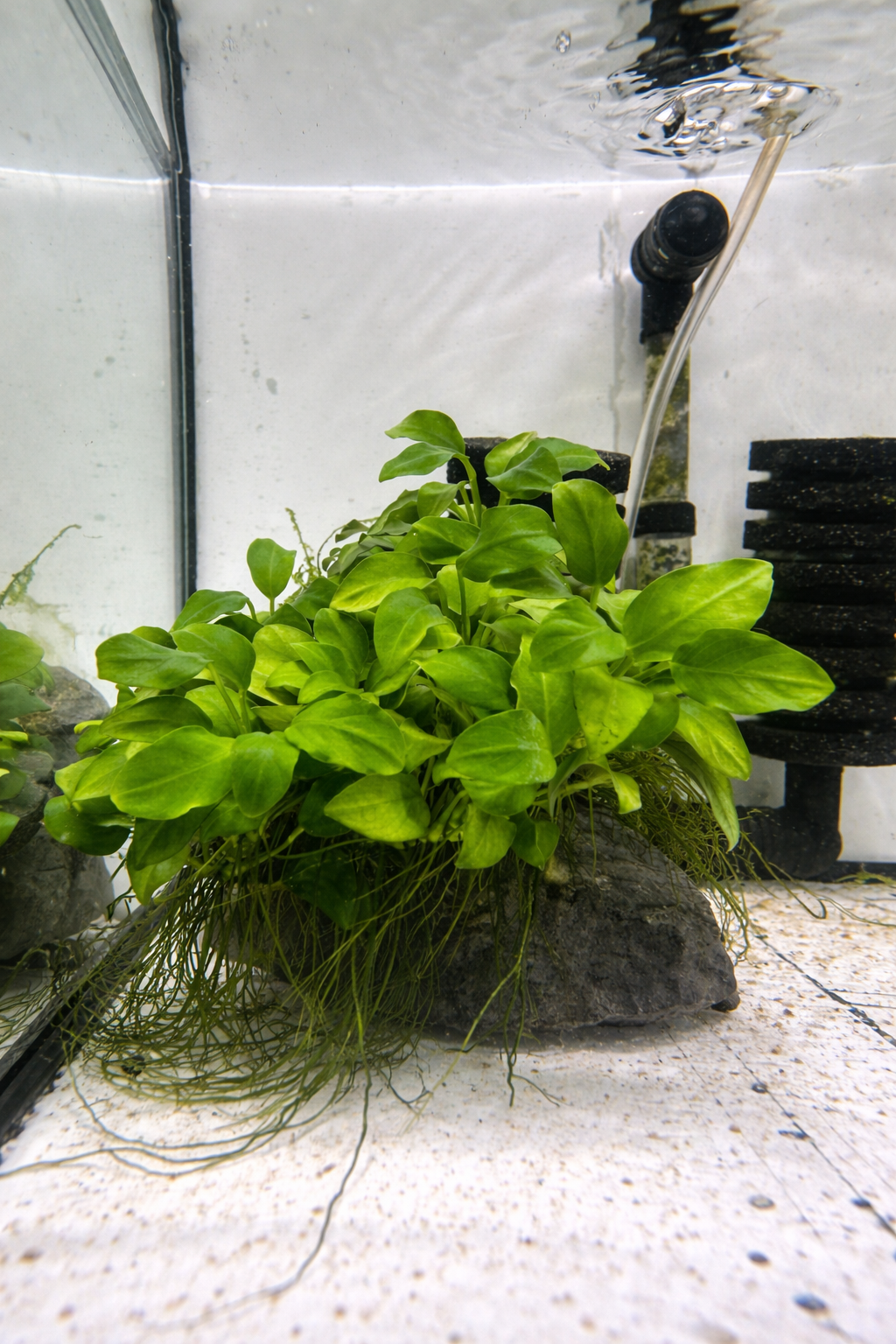 Anubias Nana Petite shrimp-safe aquarium plant