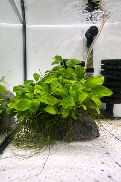 Anubias Nana Petite shrimp-safe aquarium plant