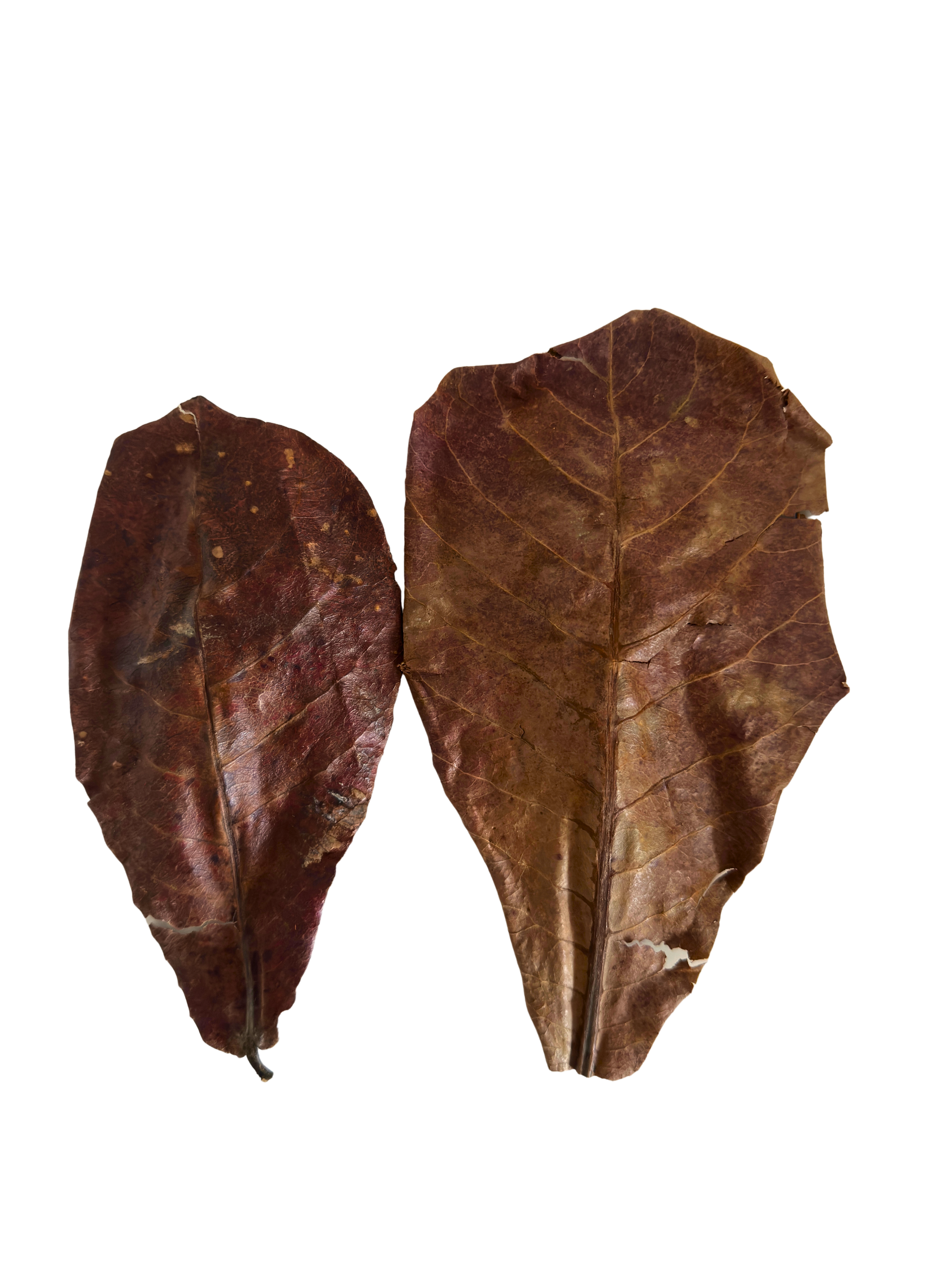 Catappa leaves - Indian Almond Leaves