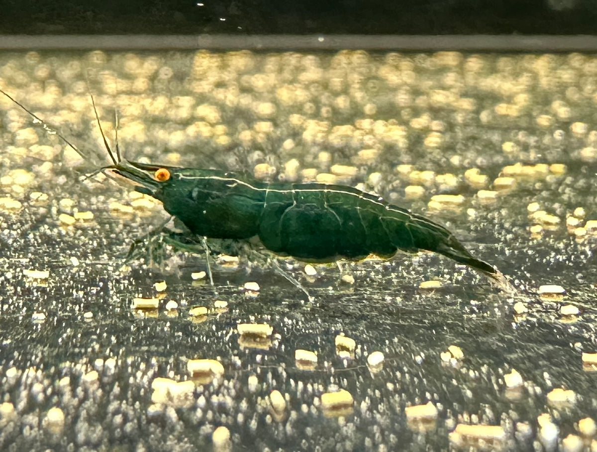 Dark Green Jade OE (Green demon)- neocaridina davidi