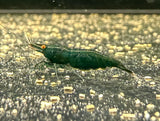 Dark Green Jade OE (Green Demon) Neocaridina shrimp with orange eyes