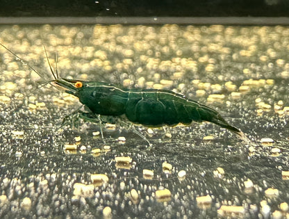 Dark Green Jade OE (Green Demon) Neocaridina shrimp with orange eyes