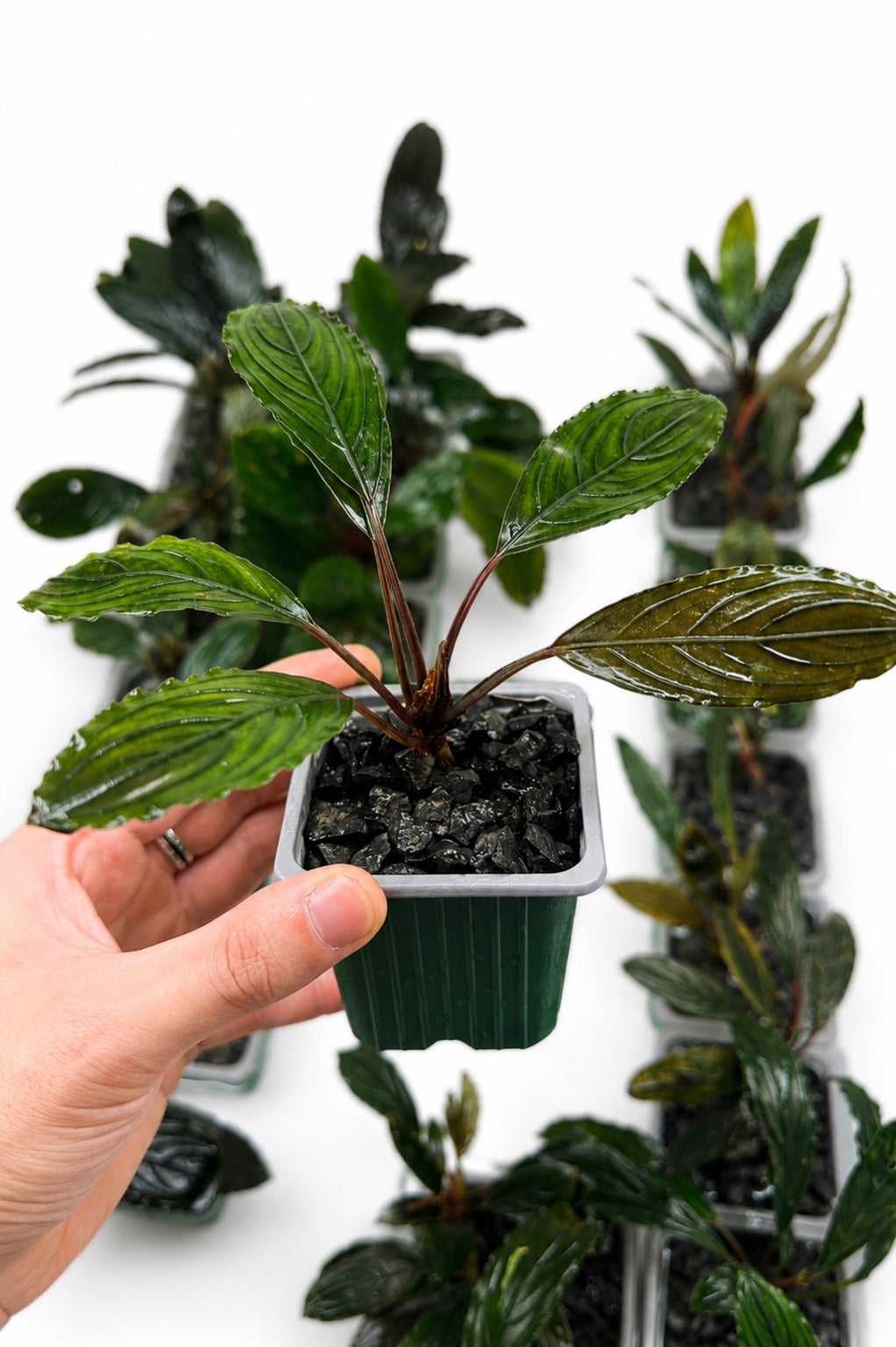 Bucephalandra – Suksai Aquatic