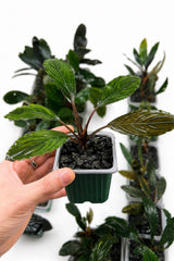 Bucephalandra Green Skeleton King XL (Green Achilles)