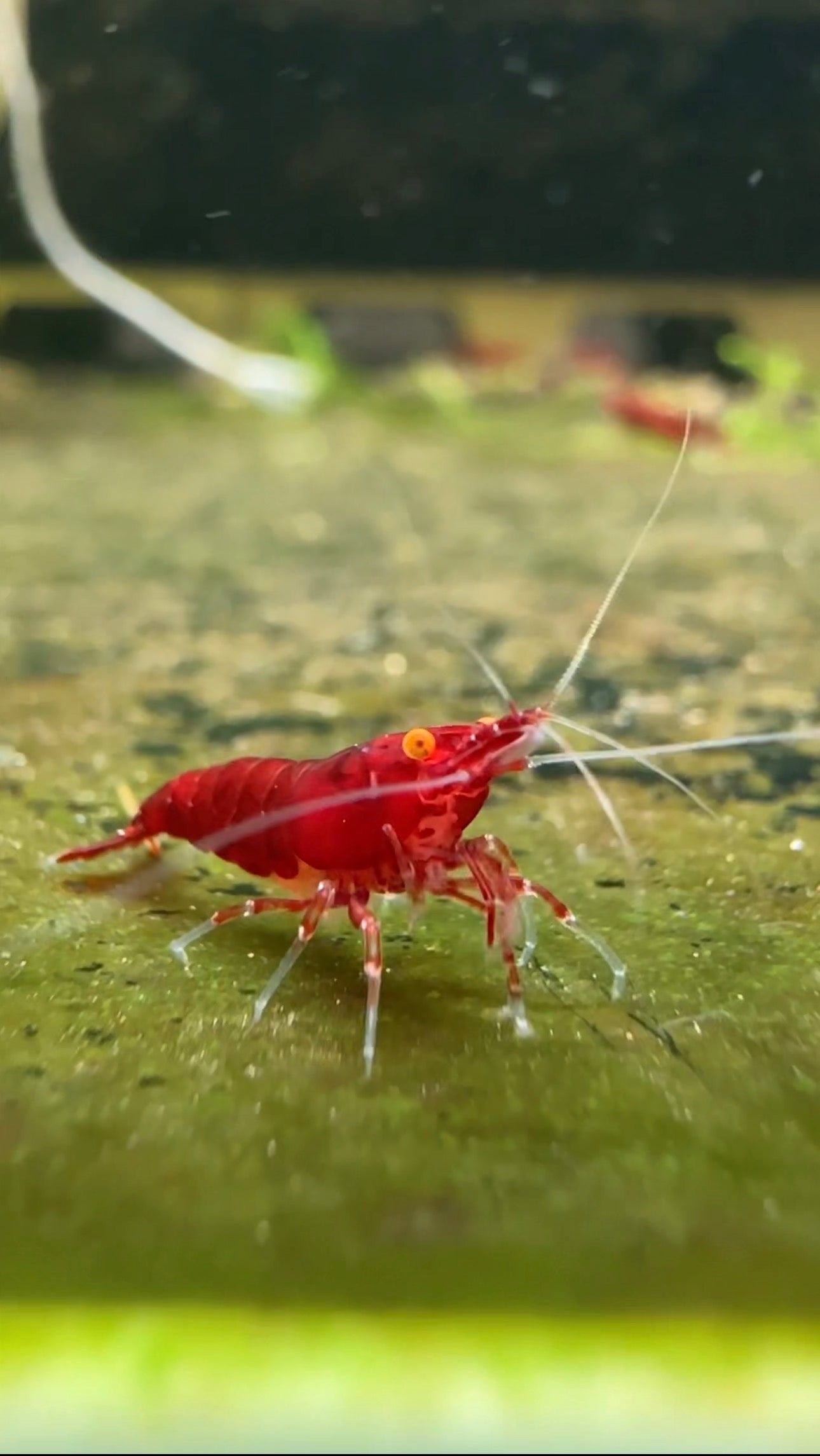 Bloody Mary OE (Red demon)- neocaridina davidi