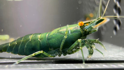 Dark Green Jade OE shrimp with deep green body
