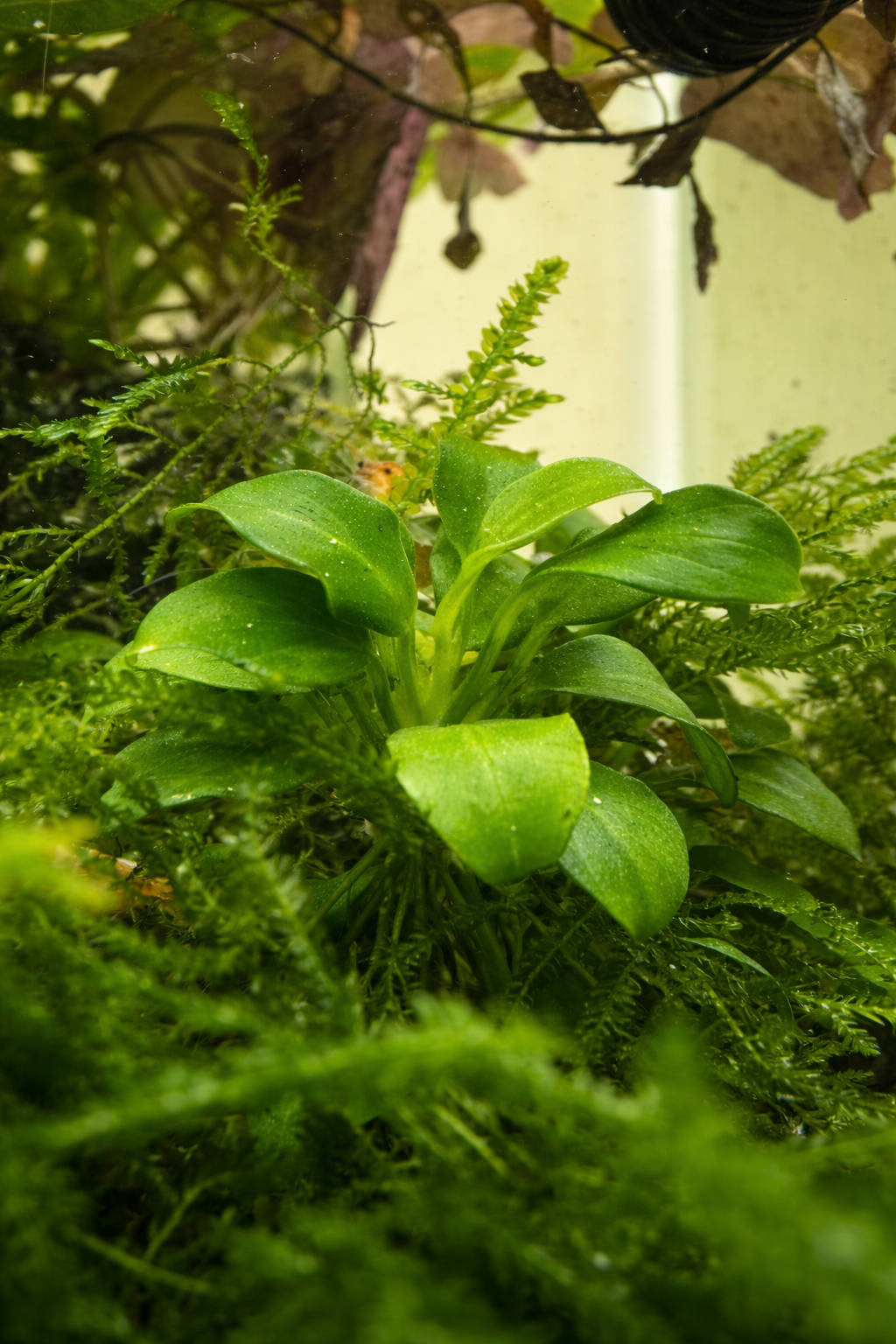 Anubias barteri var. nana Petite aquarium plant