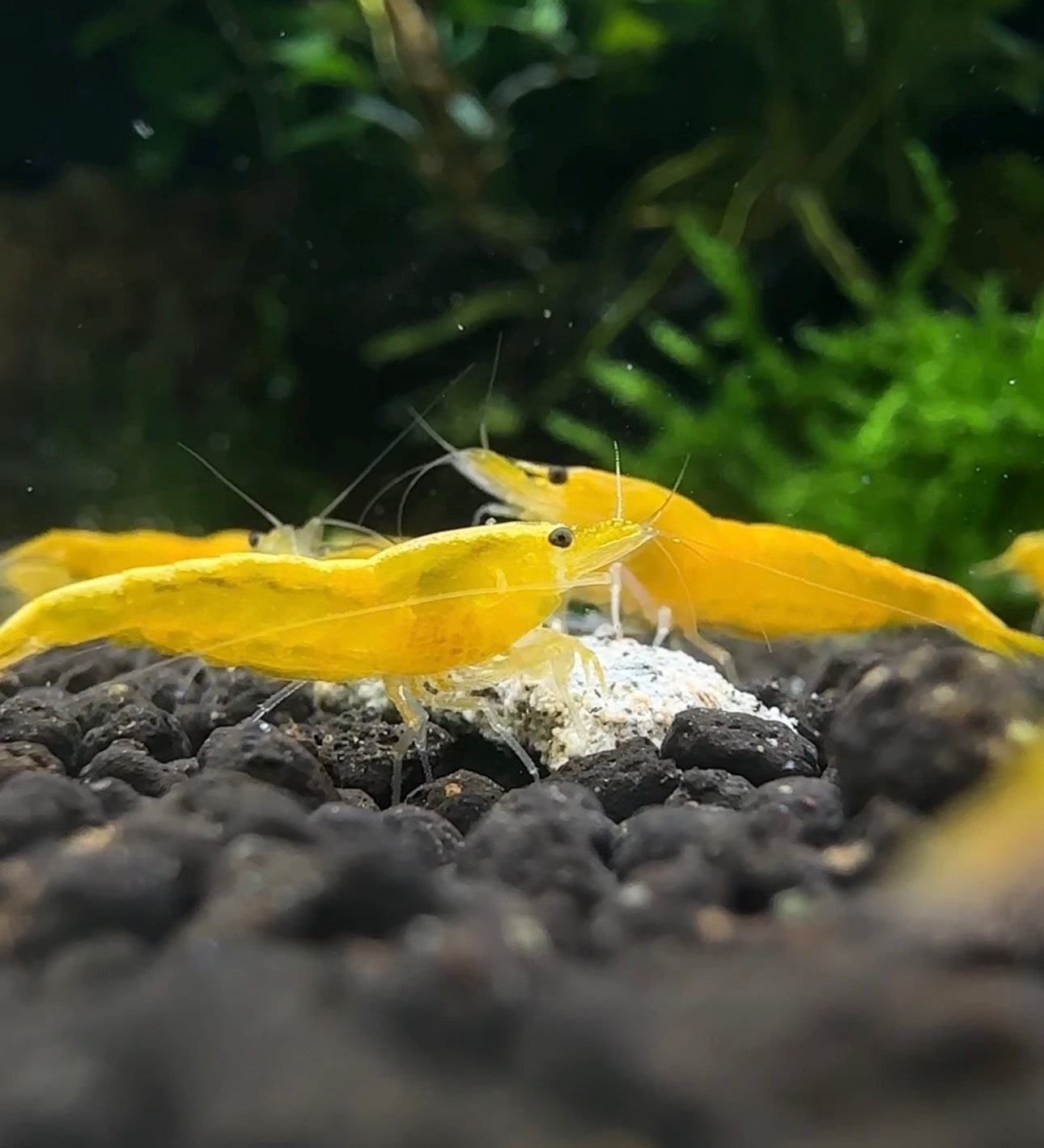 Yellow Golden Back shrimp with golden dorsal stripe
