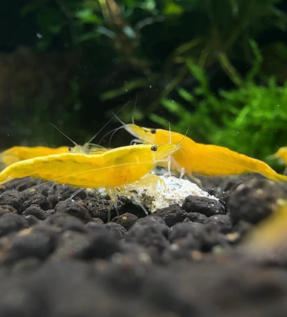 Yellow Golden Back shrimp with golden dorsal stripe