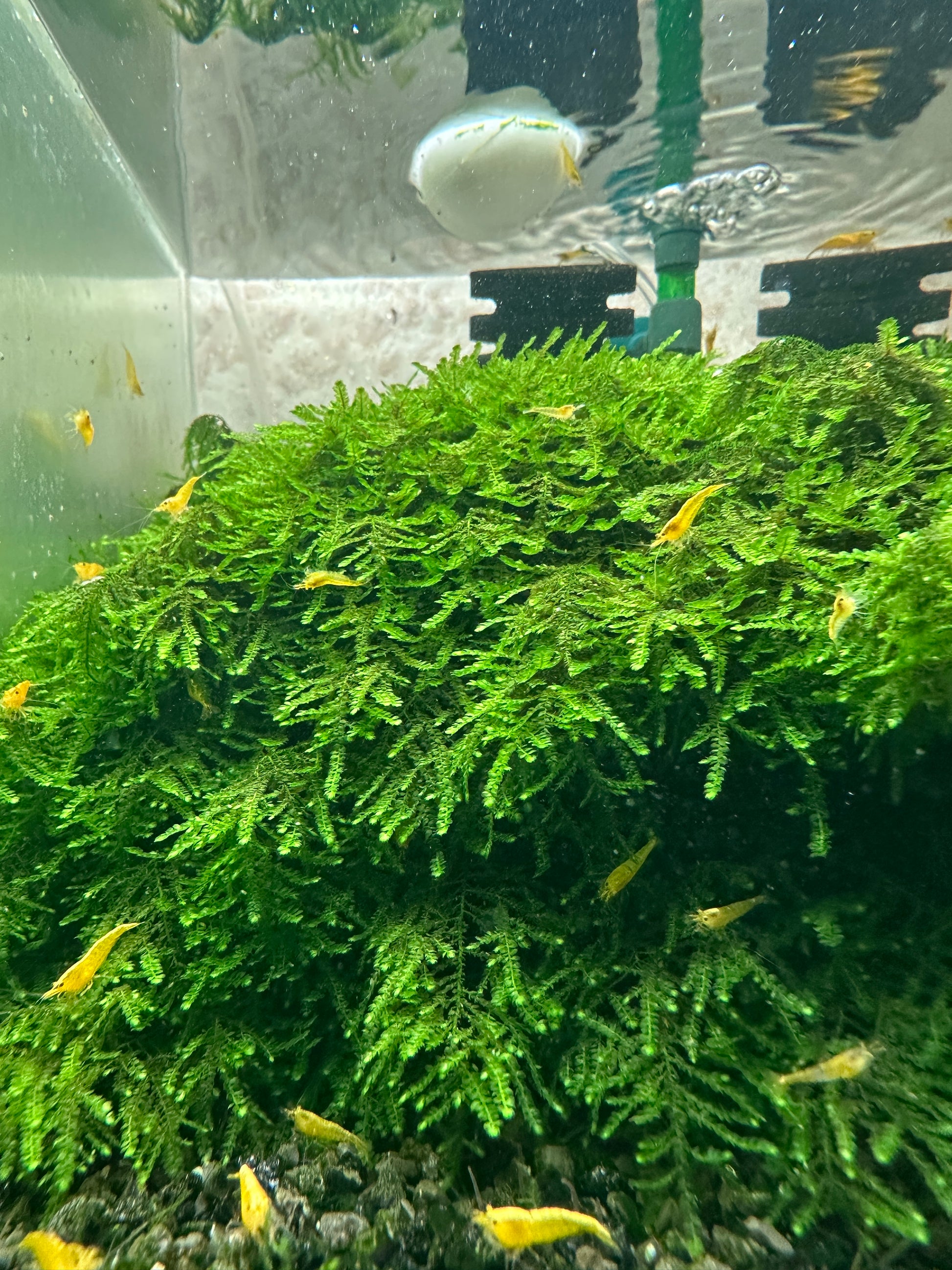 Christmas Moss (Vesicularia montagnei) for shrimp tanks