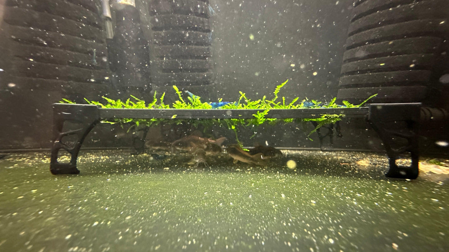 Moss Grow Frame – Standing & Hanging