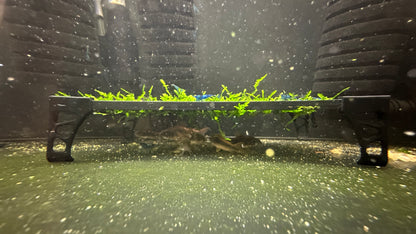 Moss Grow Frame – Standing & Hanging