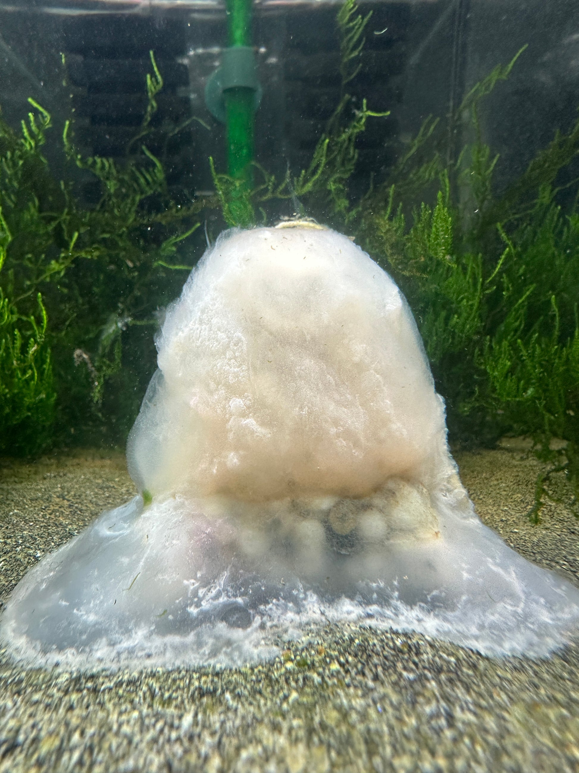 Suksai Aquatic Lubao bag placed in a shrimp tank