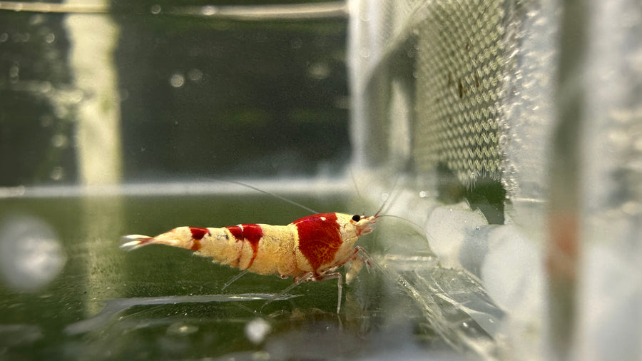Crystal Red Shrimp (Caridina cantonensis) with red and white bands