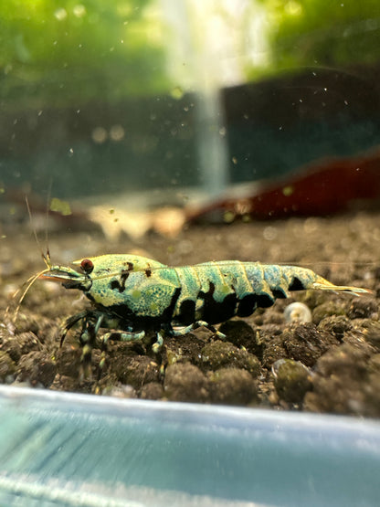 BOA Taiwan Bee Caridina shrimp close-up