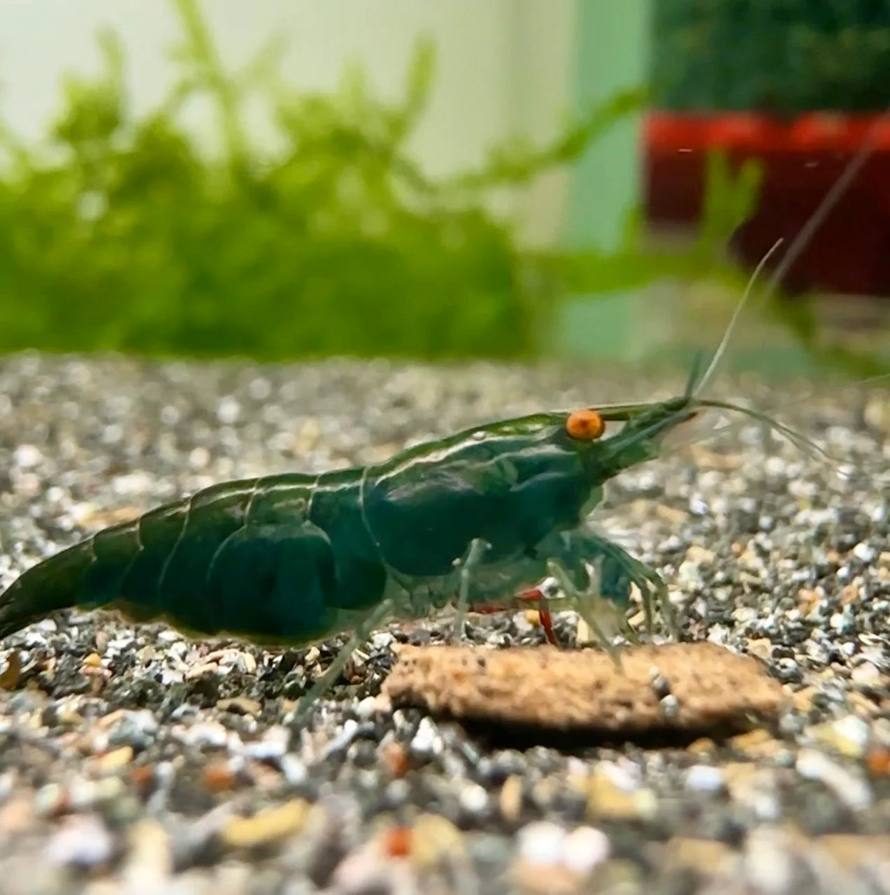 Dark Green Jade OE Green Demon Neocaridina shrimp