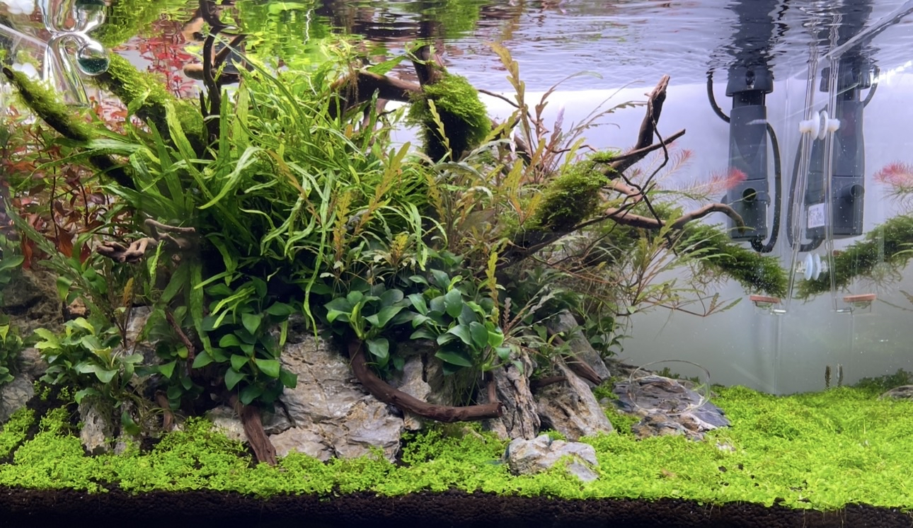 A naturally aquascaped tank at Suksai Aquatic, featuring moss, hardscape, and shrimp.