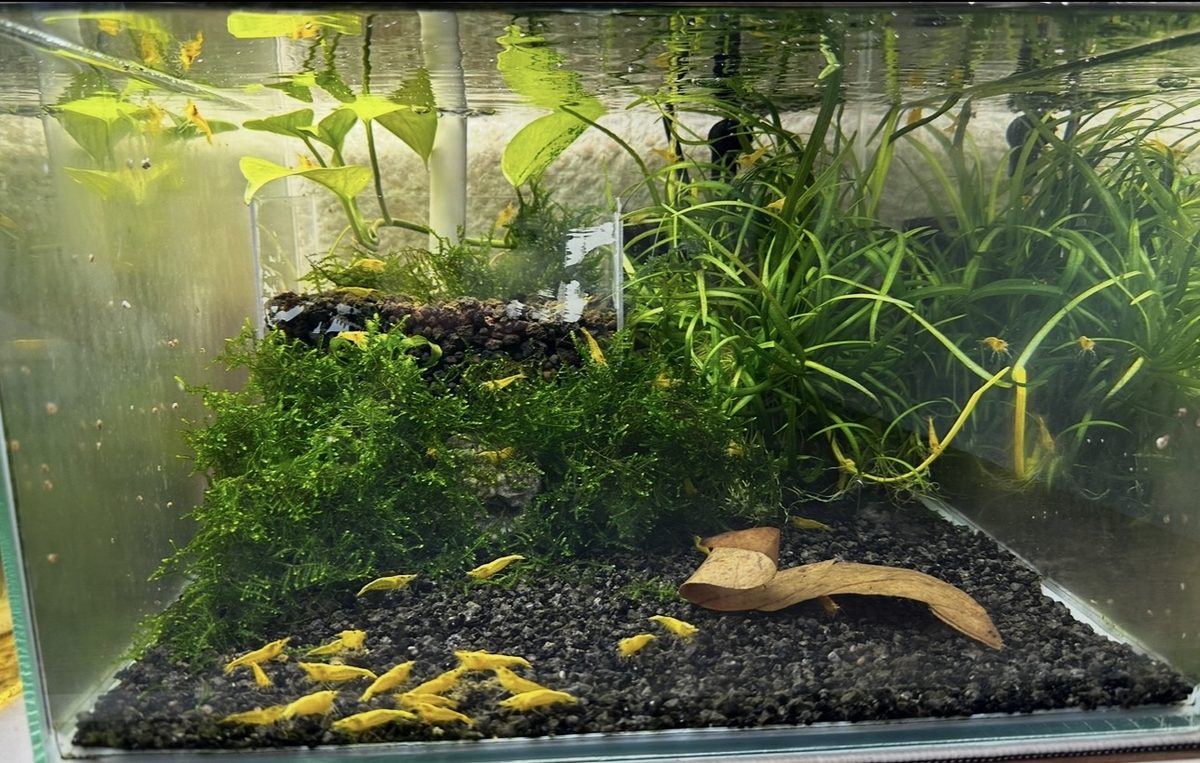 Breeding tank setup