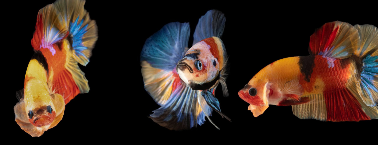 Authorized distributors of Suksai Aquatic