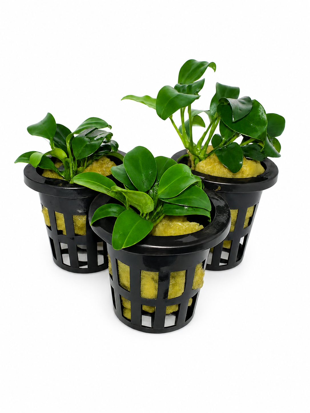 Anubias barteri 'Petite'