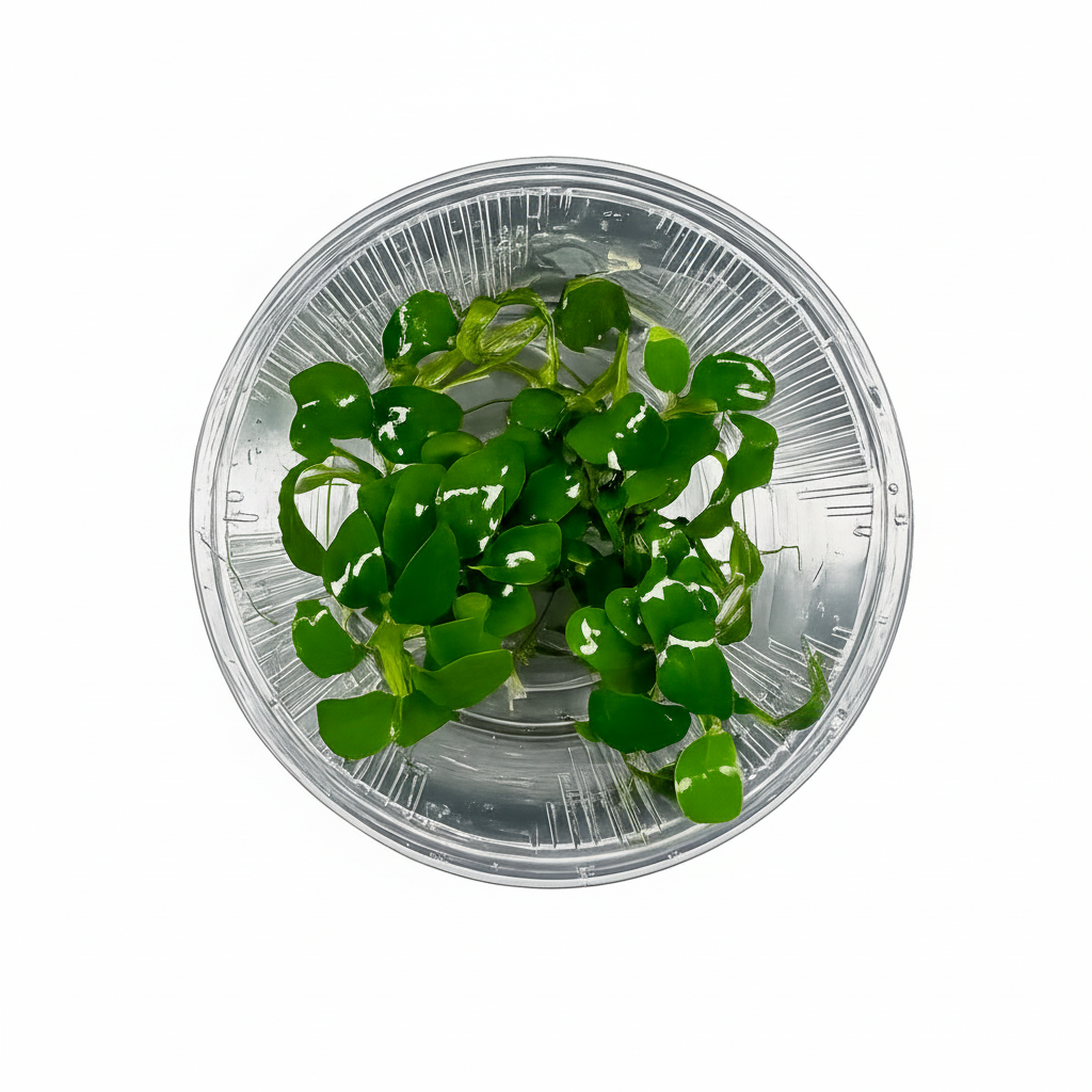 Aquatic Plant in Petri Dish