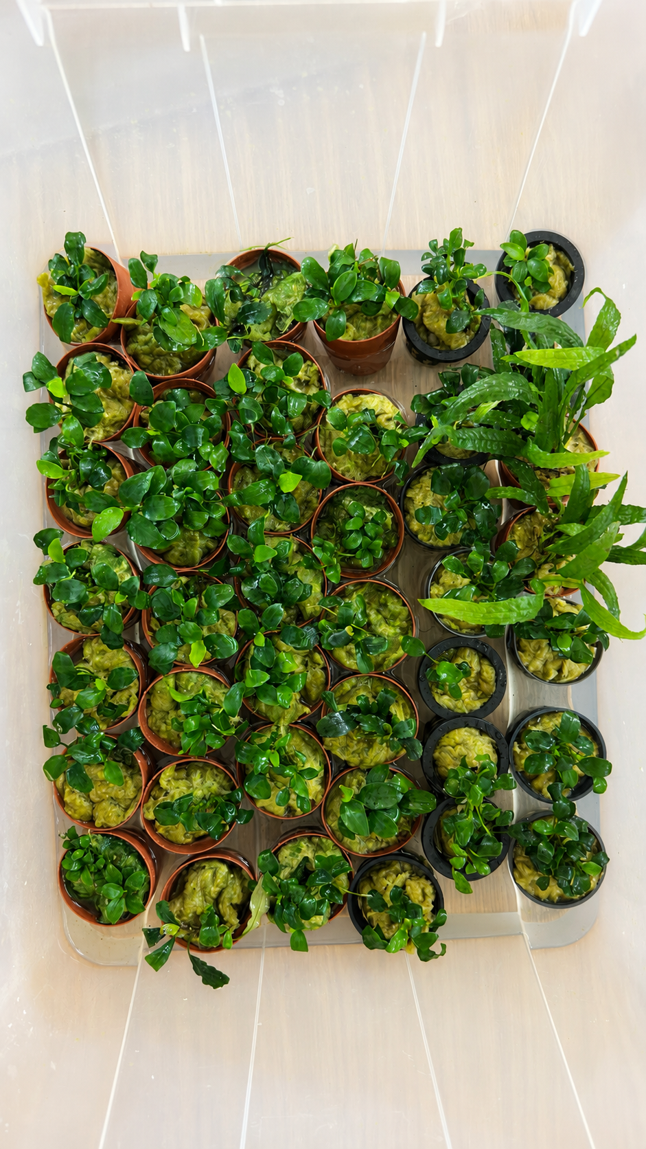 Plants from our own water.