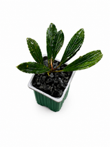 Bucephalandra Skeleton King Narrow Leaf