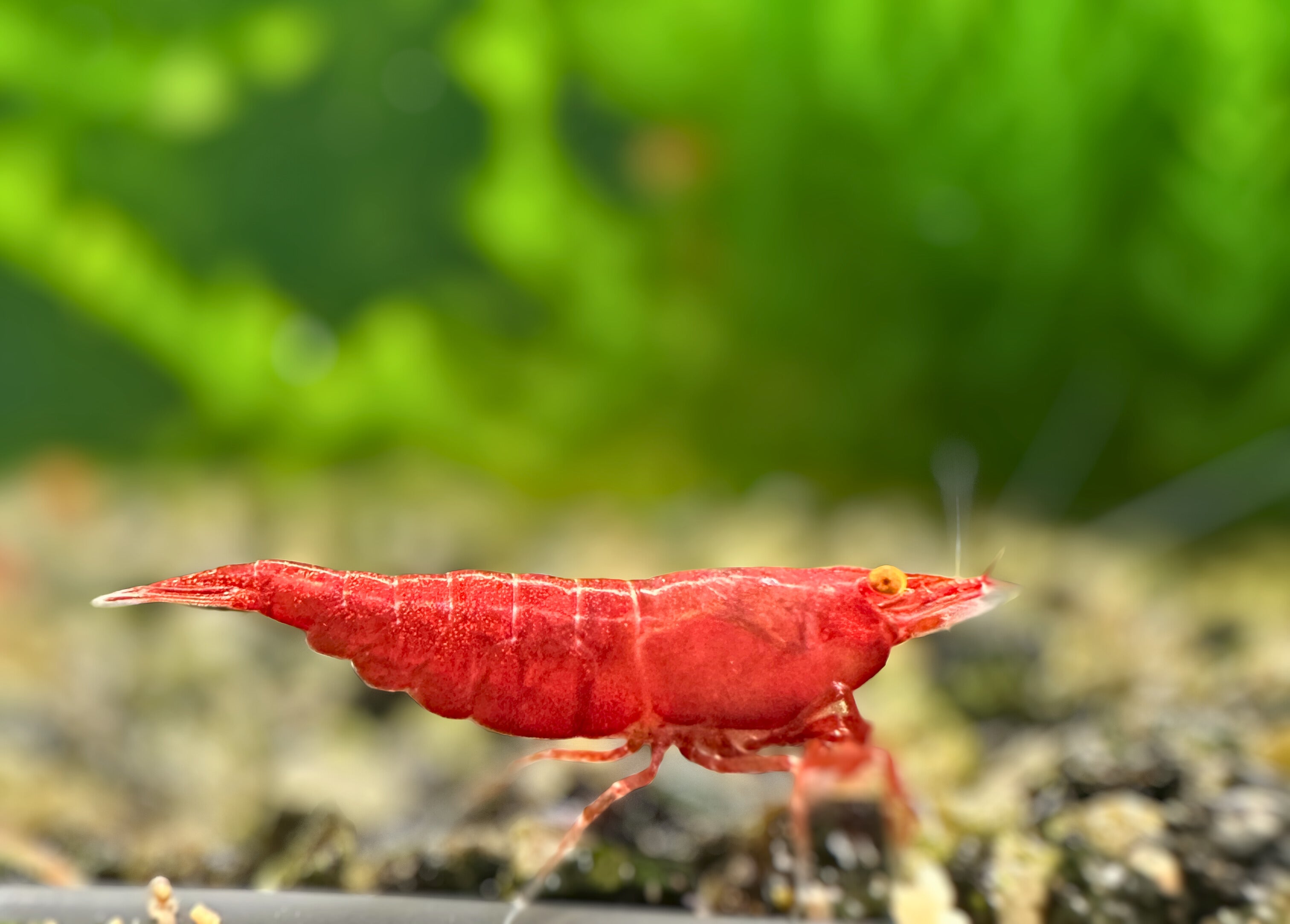Bloody Mary OE (Red demon)- neocaridina davidi