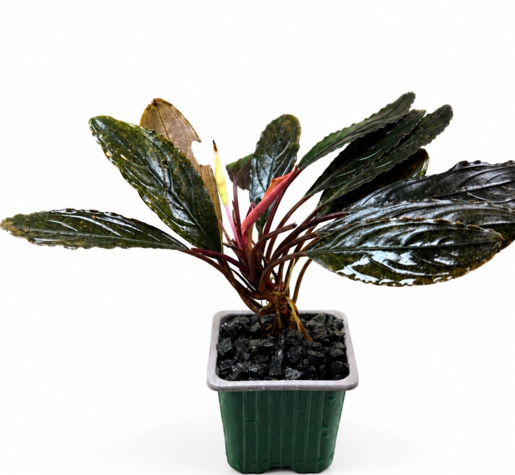 Bucephalandra Skeleton King XL – tamsusis Achilas (Kishii)
