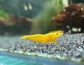 Yellow Golden Back - neocaridina davidi