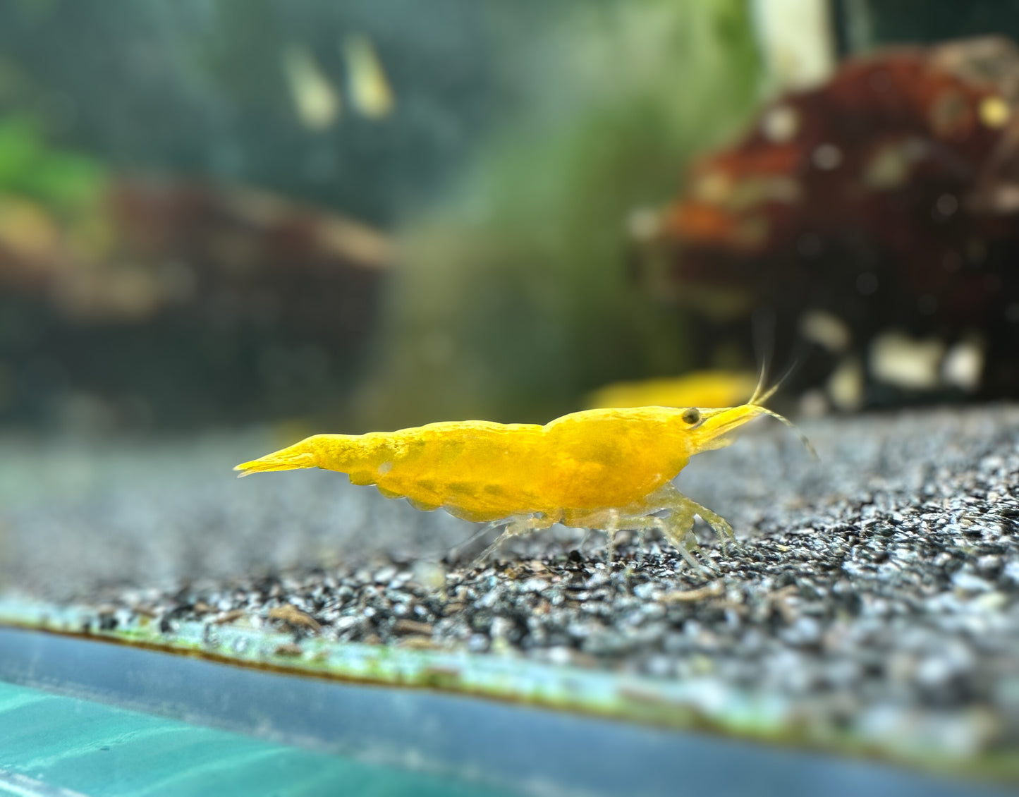 Yellow Golden Back Neocaridina davidi shrimp