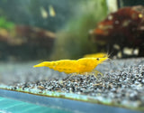 Yellow Golden Back Neocaridina davidi shrimp
