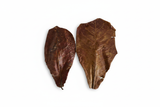 Dried aquatic leaves - white background