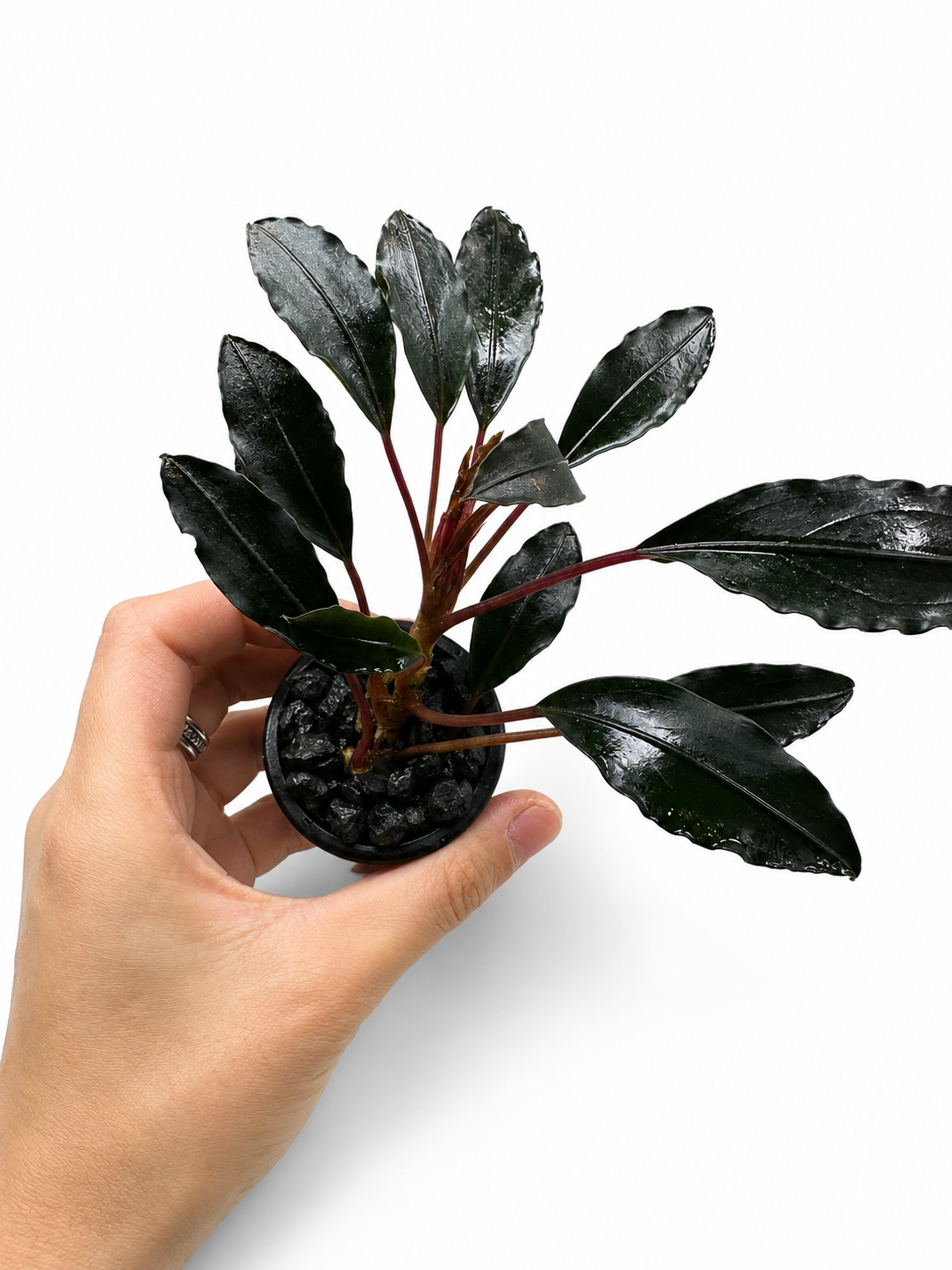 Bucephalandra Pink Lady