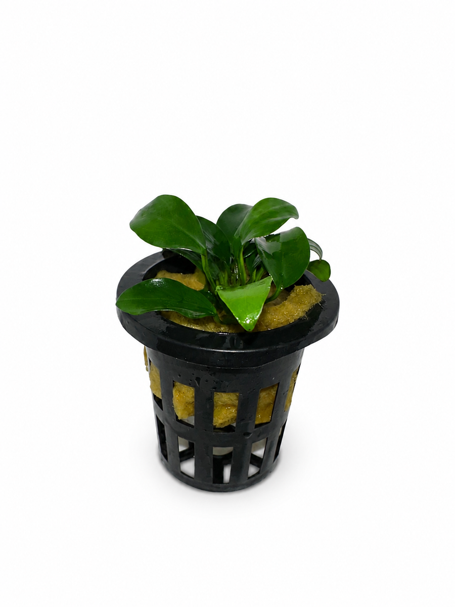 Anubias barteri 'Petite'
