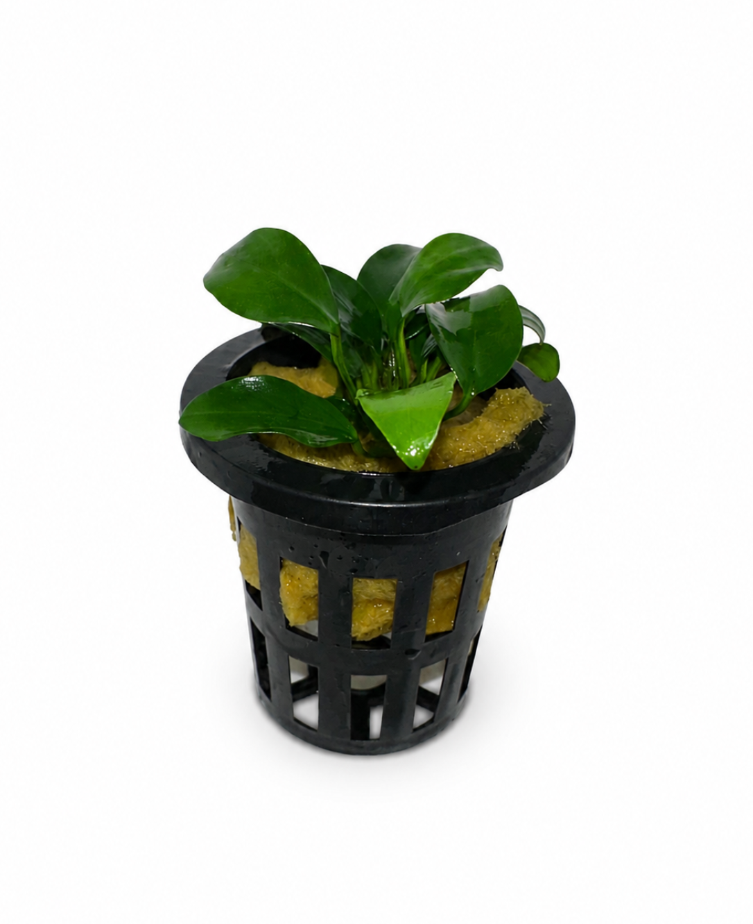 Anubias barteri 'Petite'