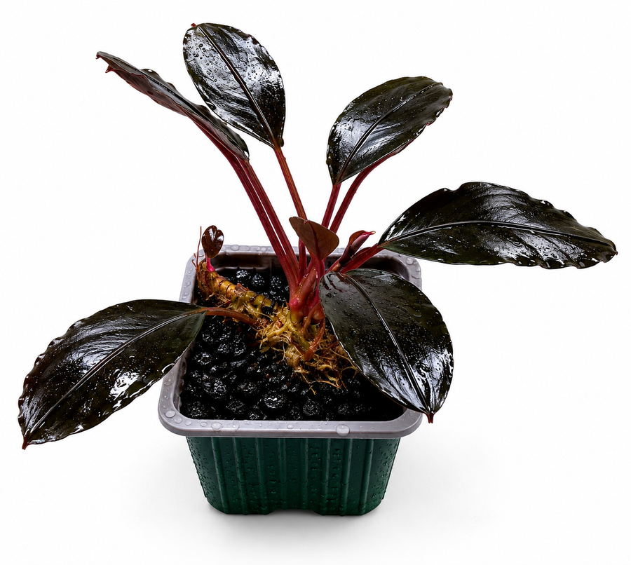 Aquarium Plants & Mosses for Shrimp Tanks | Suksai Aquatic