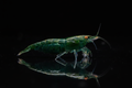 Green Shrimp with Orange Eyes on Black Background