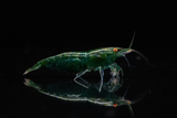 Green Shrimp with Orange Eyes on Black Background