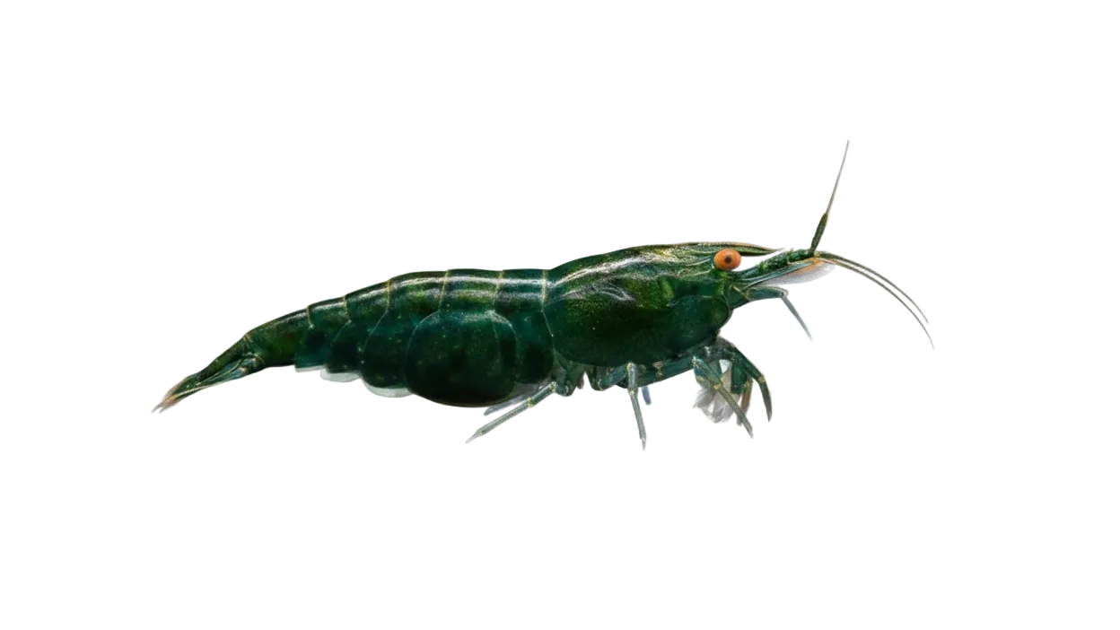Neocaridina OE
