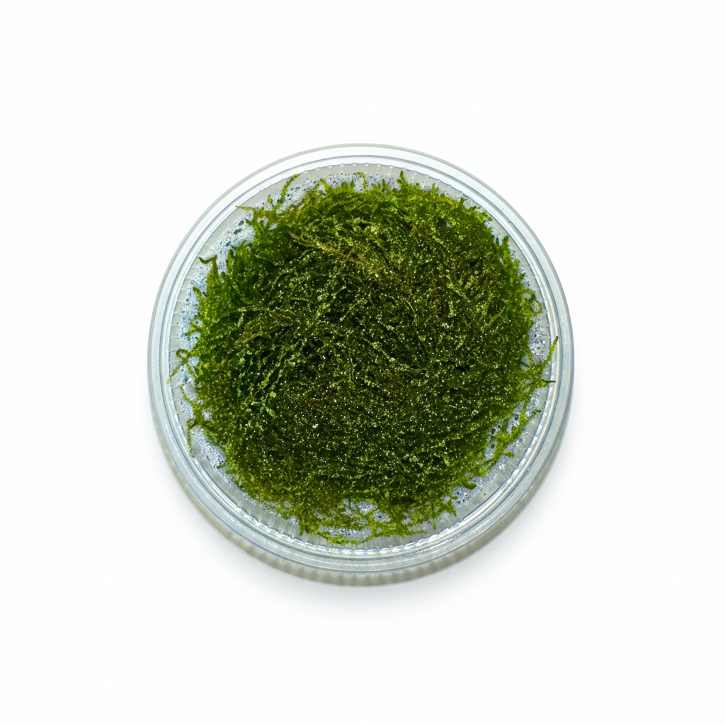 Moss in Petri Dish 1