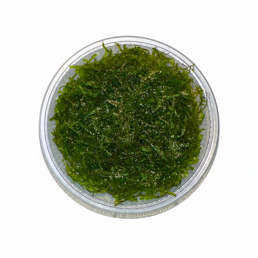 Moss in Petri Dish 2