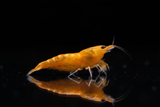 Orange Shrimp on Black Background