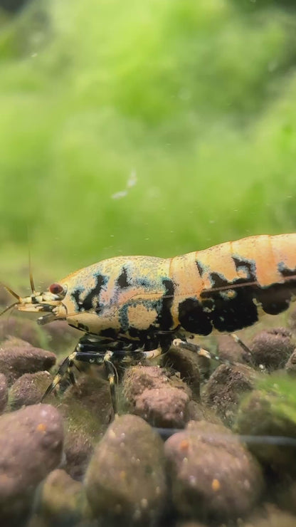 BOA – Caridina